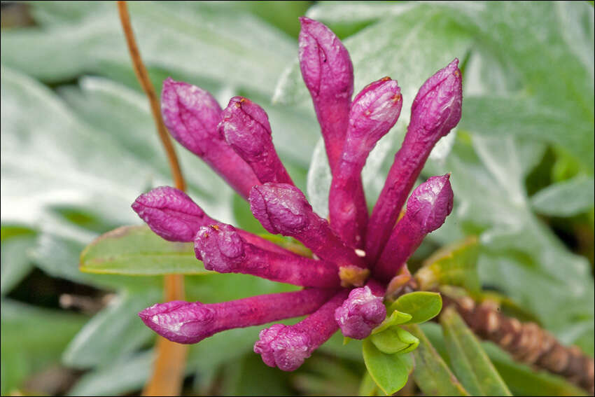 Image of striated daphne