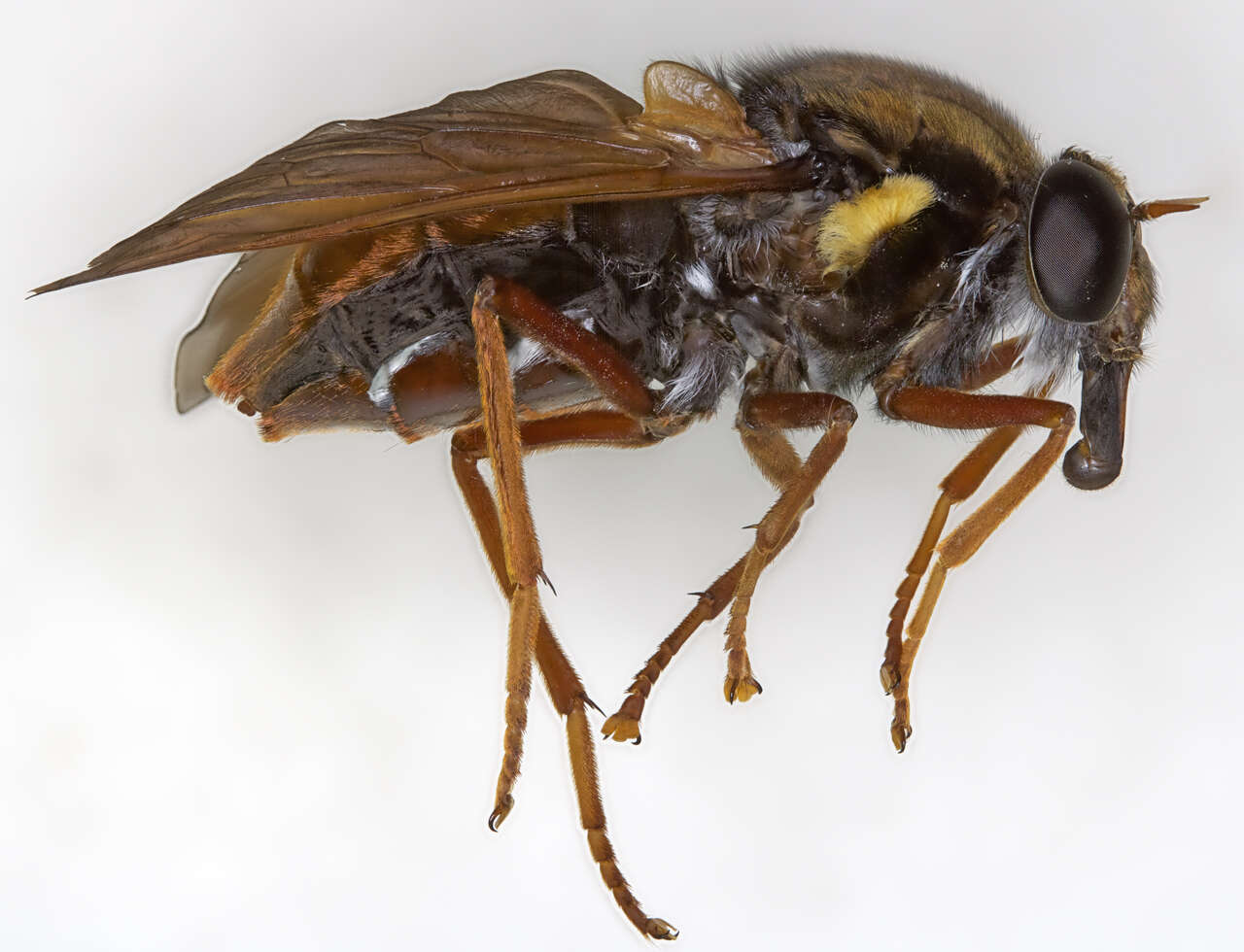 Image of pelecorhynchid flies