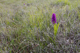 Dactylorhiza incarnata (L.) Soó resmi