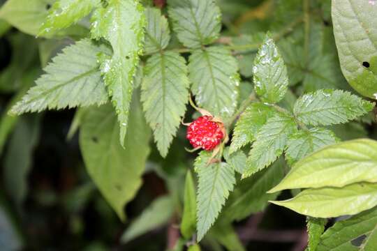 Image de Rubus rosifolius Smith