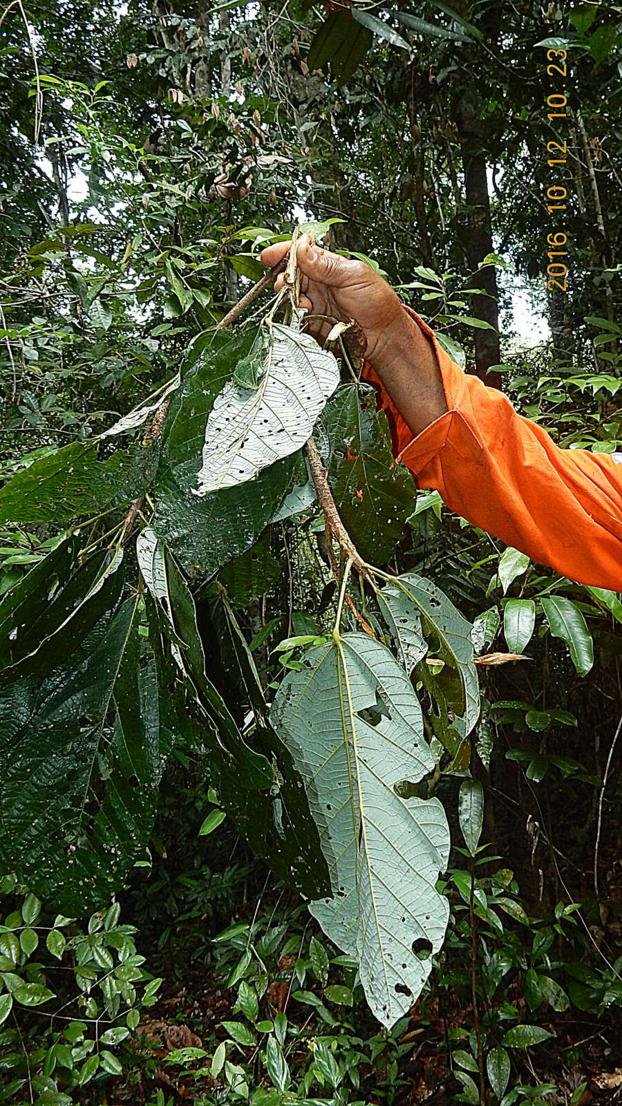 Imagem de Pterygota brasiliensis F. Allem.