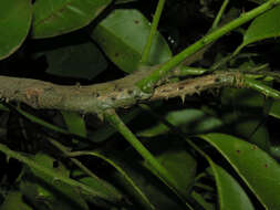 Image de Zanthoxylum acuminatum (Sw.) Sw.