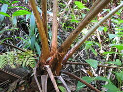 Image of Cibotiaceae