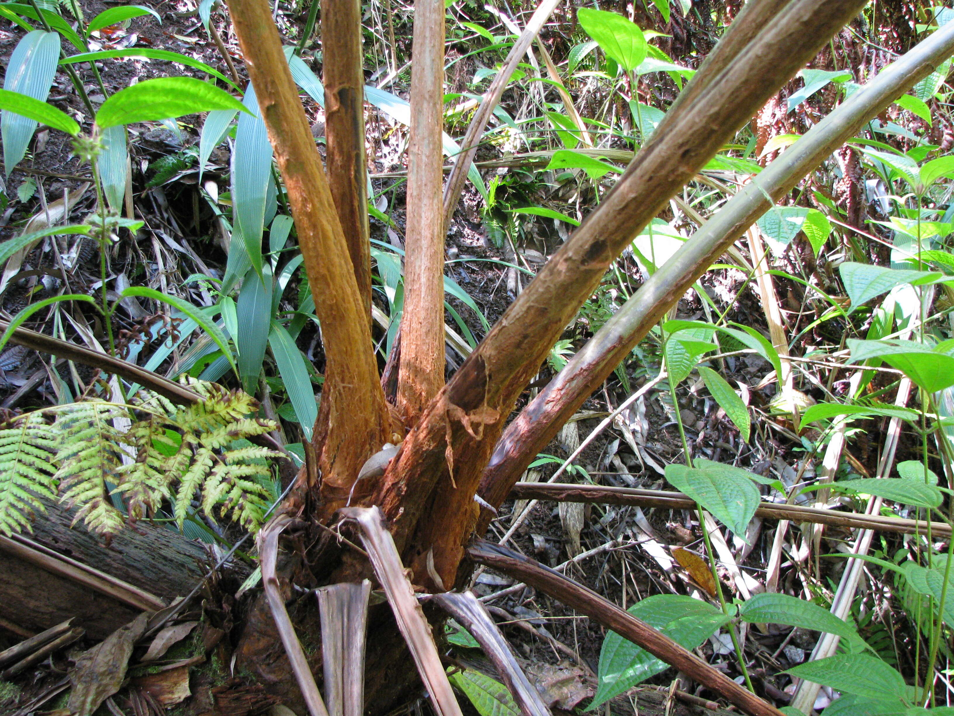 Image of Cibotiaceae