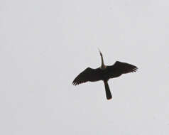 Image de Anhinga d'Amérique