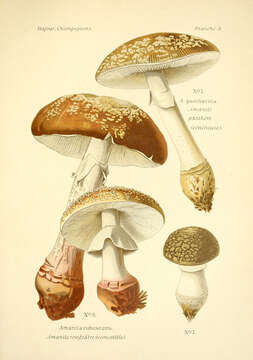 صورة Amanita rubescens Pers. 1797