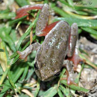 Image of African tree frogs