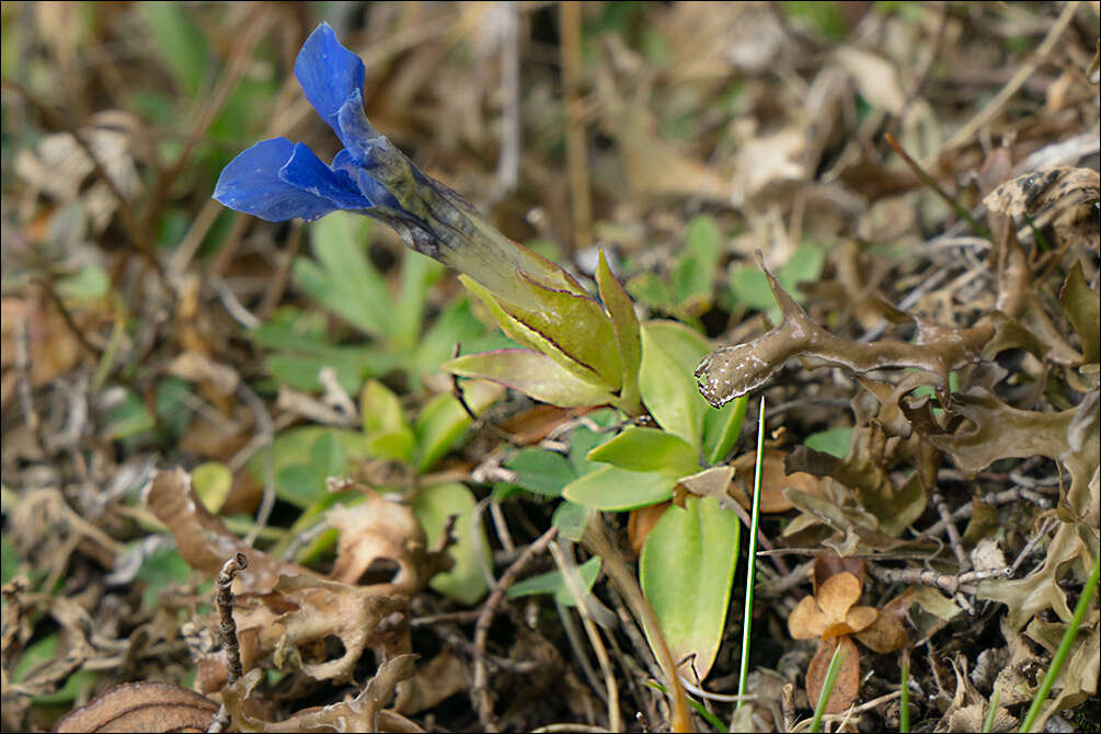 Image of Kurzblättriger Enzian