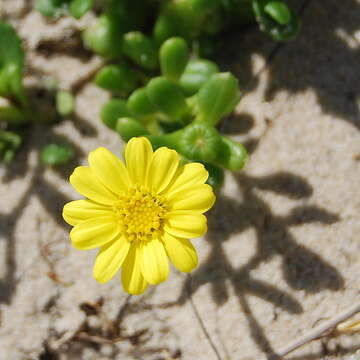 Image of Senecio spathulatus A. Rich.