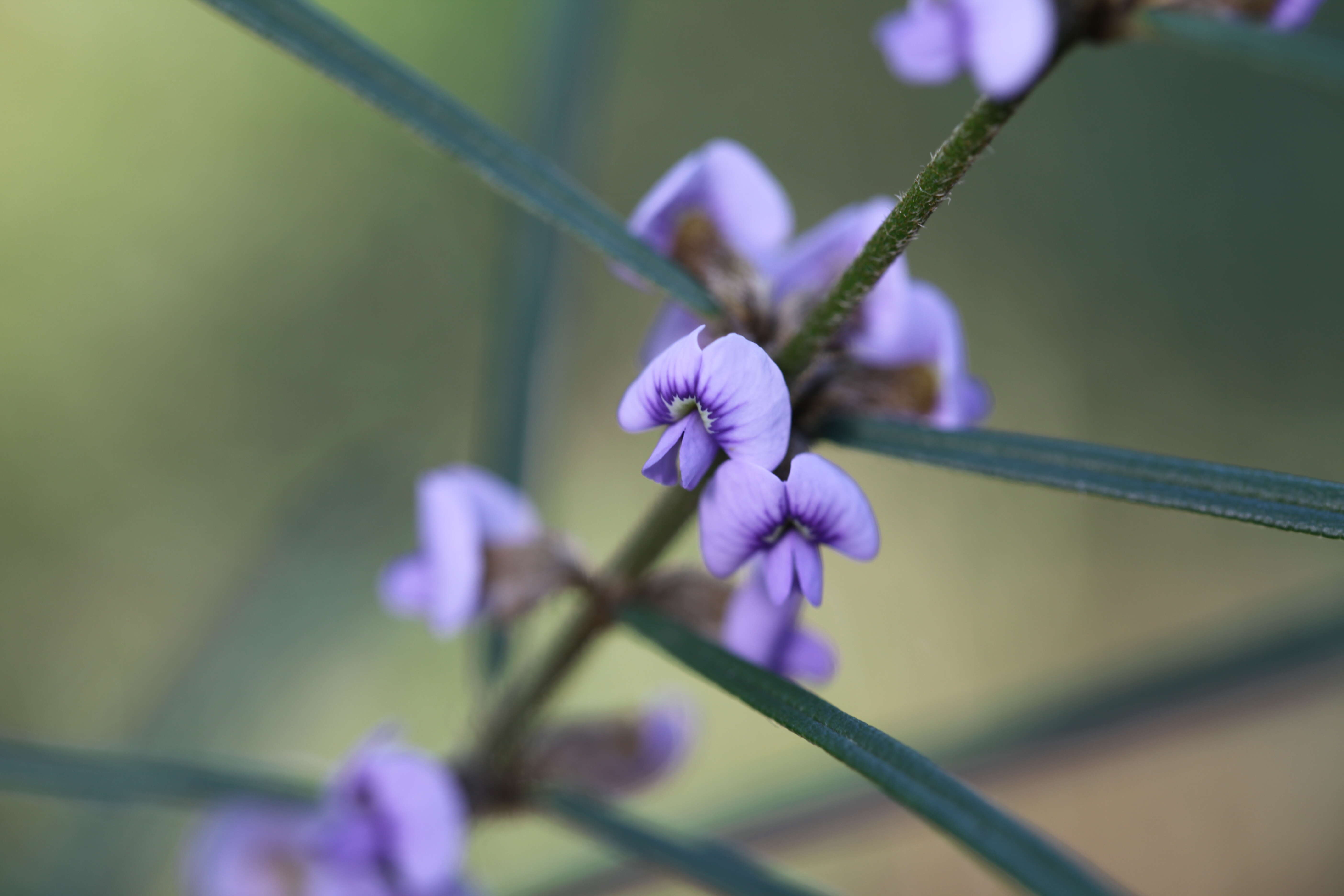 Image of Blue Bonnet