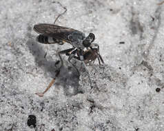 Image of Three-banded Robber Fly