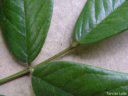 Image of andira