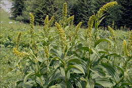 Image of false hellebore