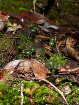 Image of Chlorovibrissea melanochlora (G. W. Beaton & Weste) L. M. Kohn 1989