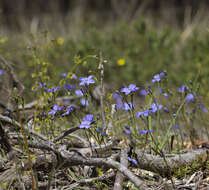 Image of Chamaescilla corymbosa (R. Br.) F. Muell. ex Benth.