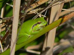 Image of Mediterranean Tree Frog