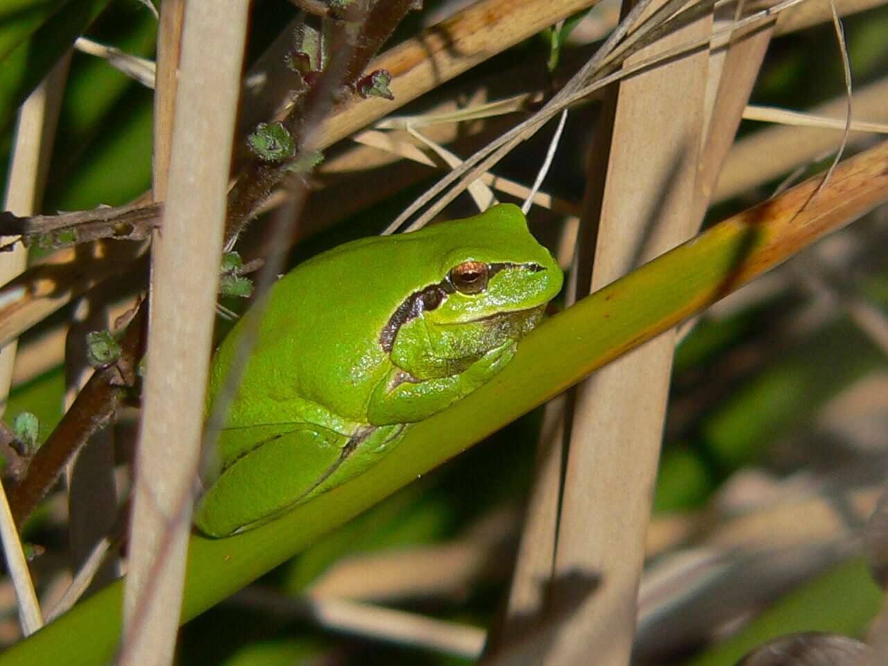 Image of Hyla Laurenti 1768