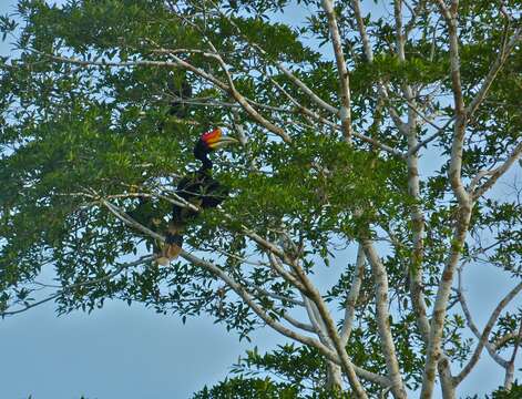 Image of Rhinoceros Hornbill