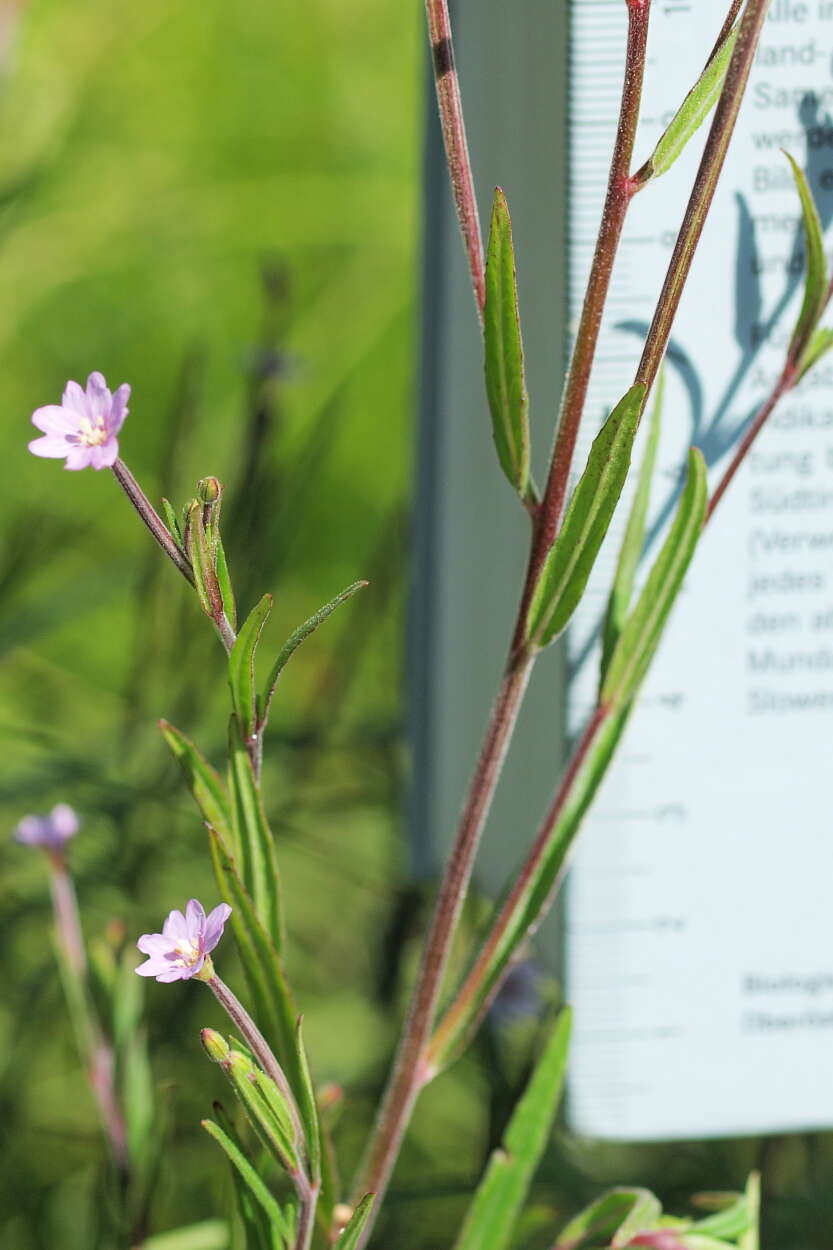 Image of willowherb