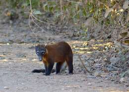 Image of Coati