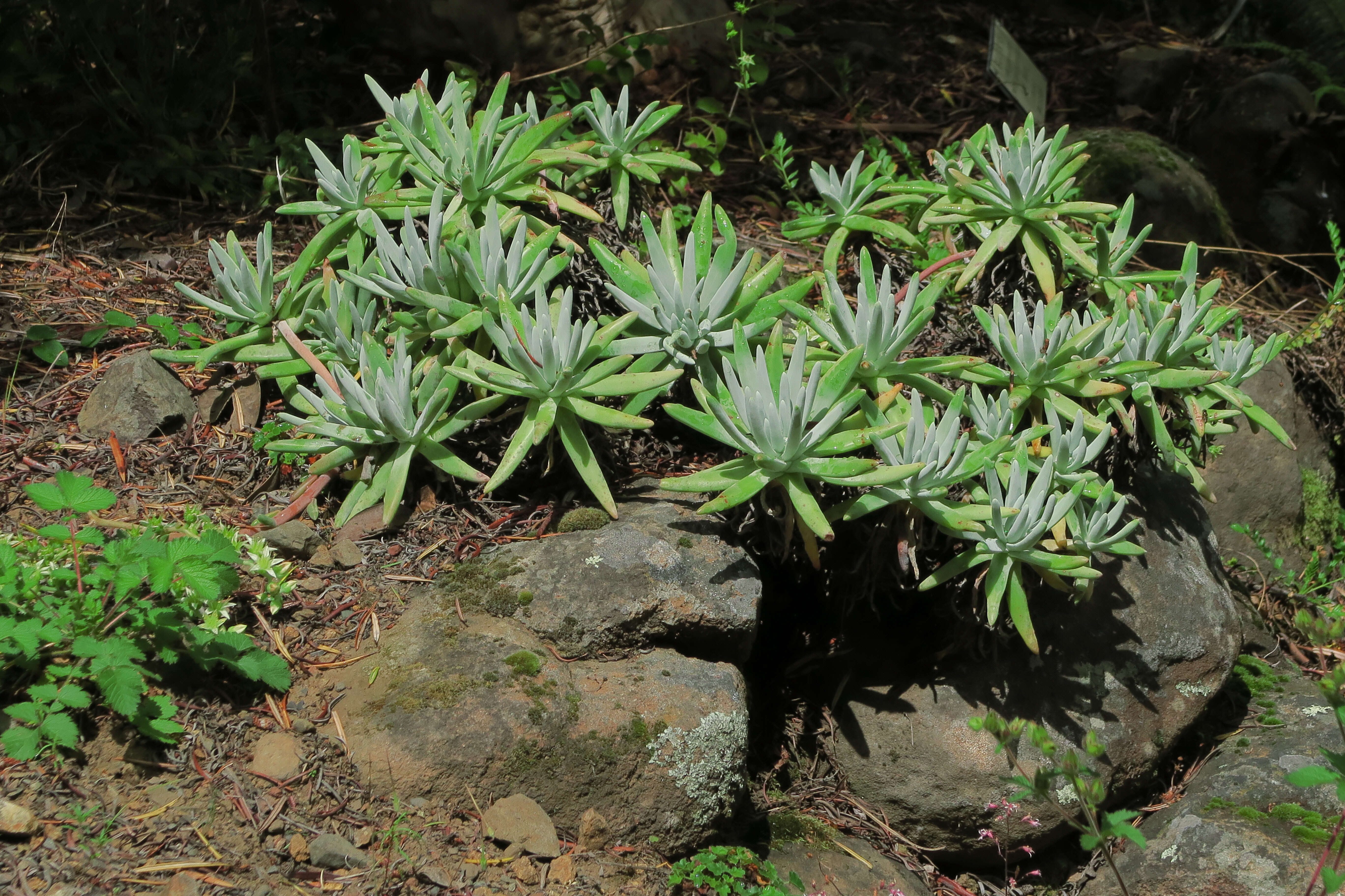 Image of bright green dudleya