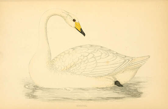 Image of Swan