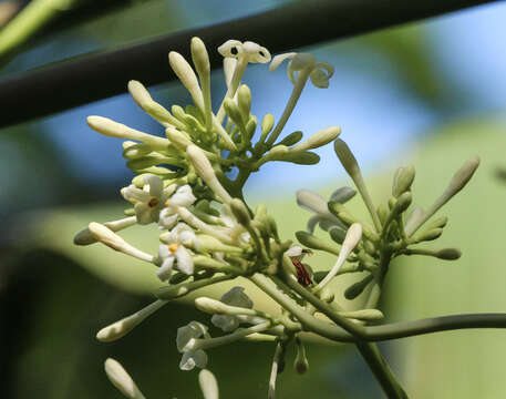 Image of papaya