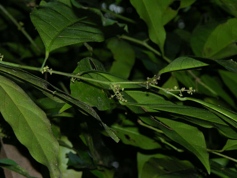 Image of Hyperbaena leptobotryosa (Donn. Smith) Standl.