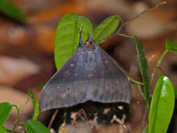 صورة Ischyja inferna Swinhoe 1902