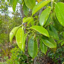 Image of Ilex cymosa Bl.