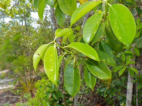 Image of Ilex cymosa Bl.