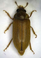 Image of Arthropoda