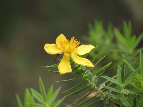 Image of Hypericum mysorense Heyne