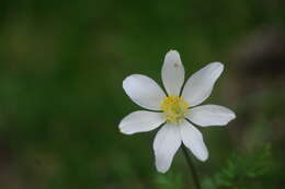 Image of alpine anemone