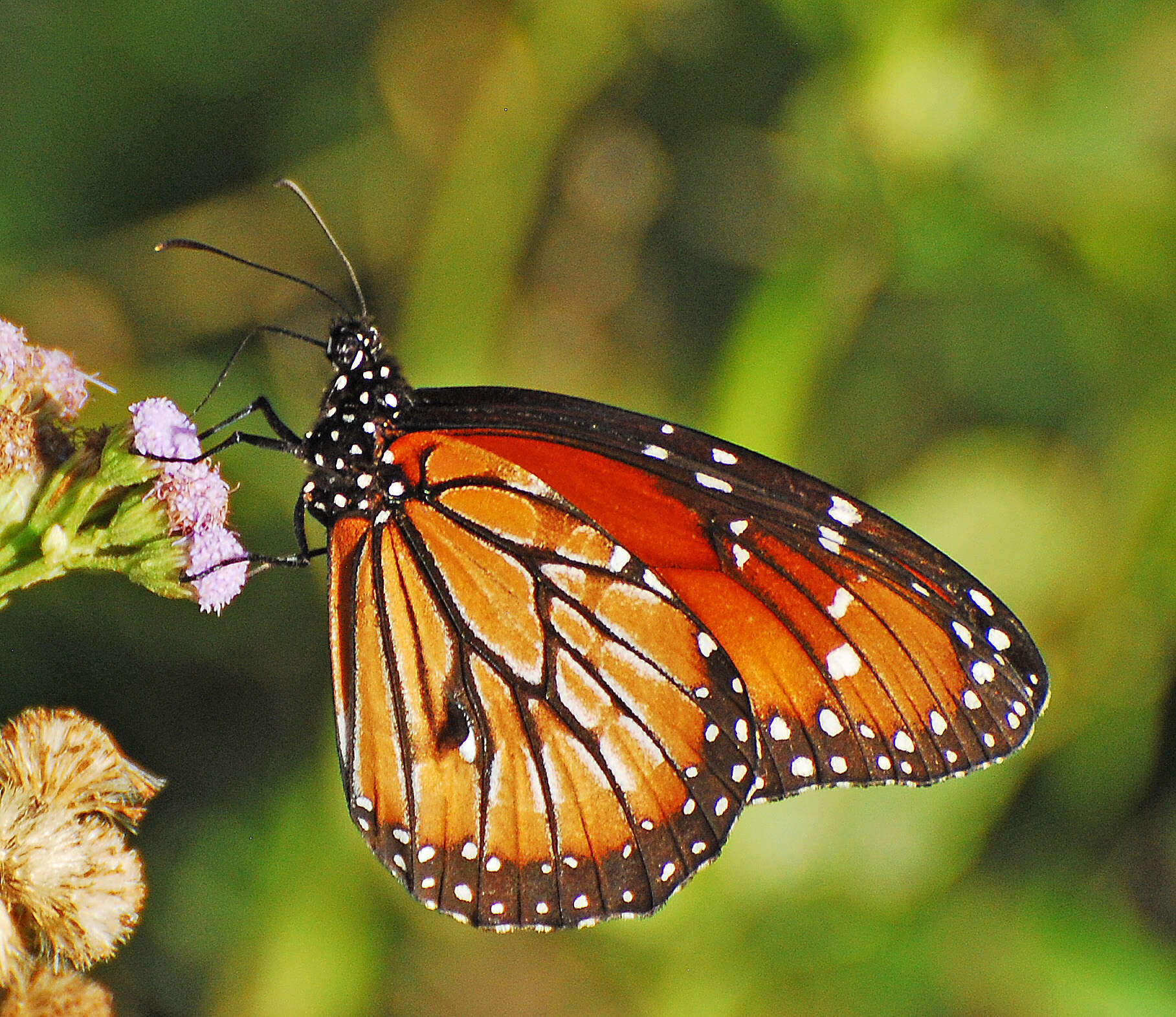 Image of Monarch Butterfly