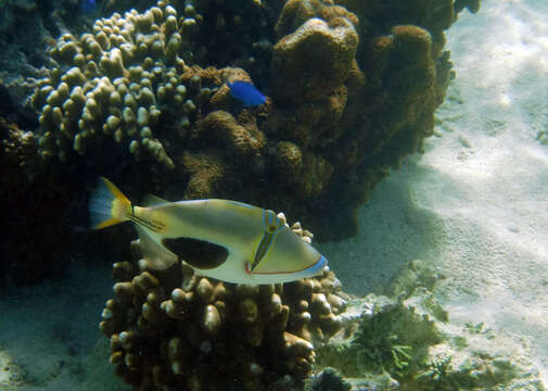 Image of Black patch triggerish