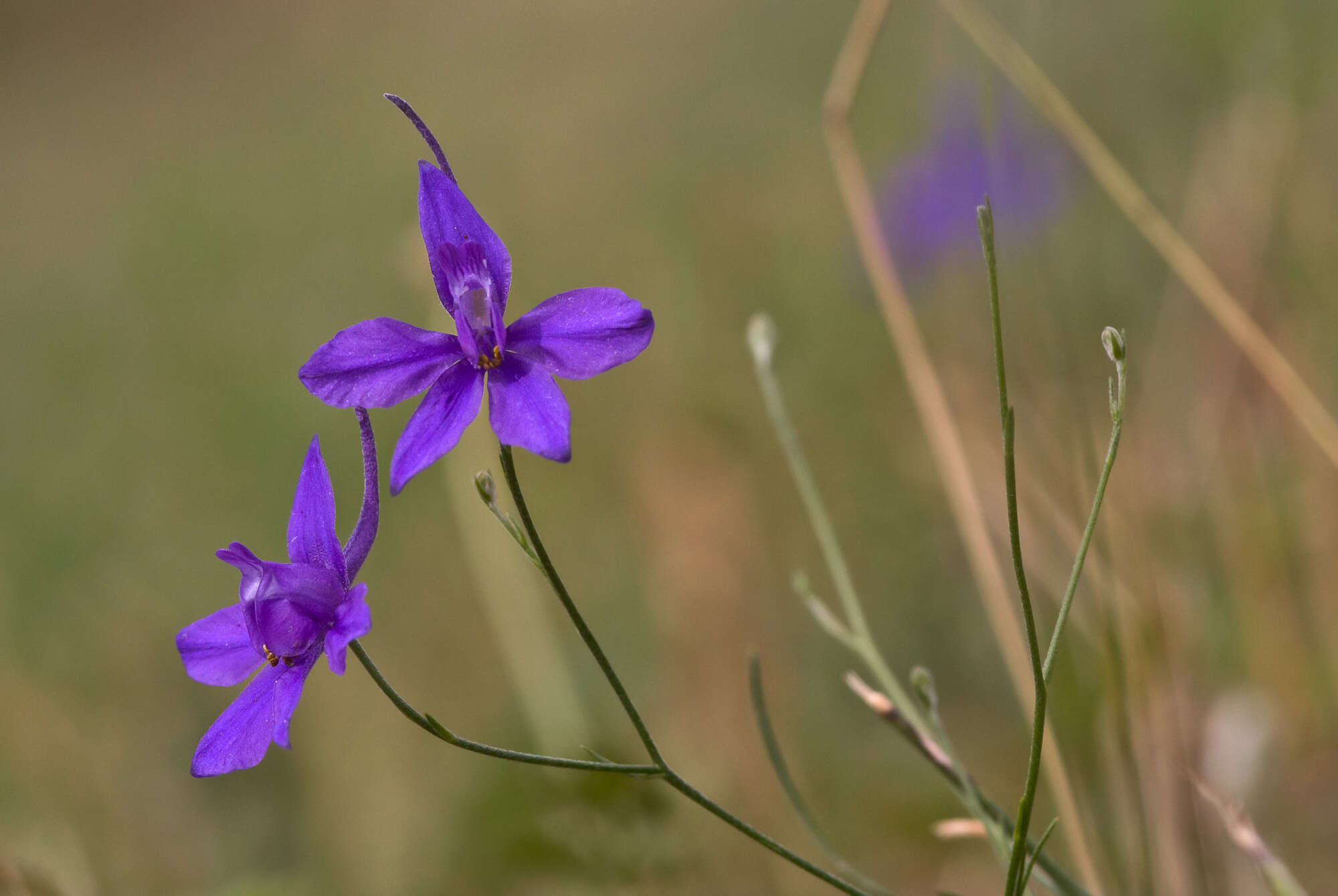 Image of Knight's-spur