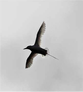 Image of Red-tailed Tropicbird