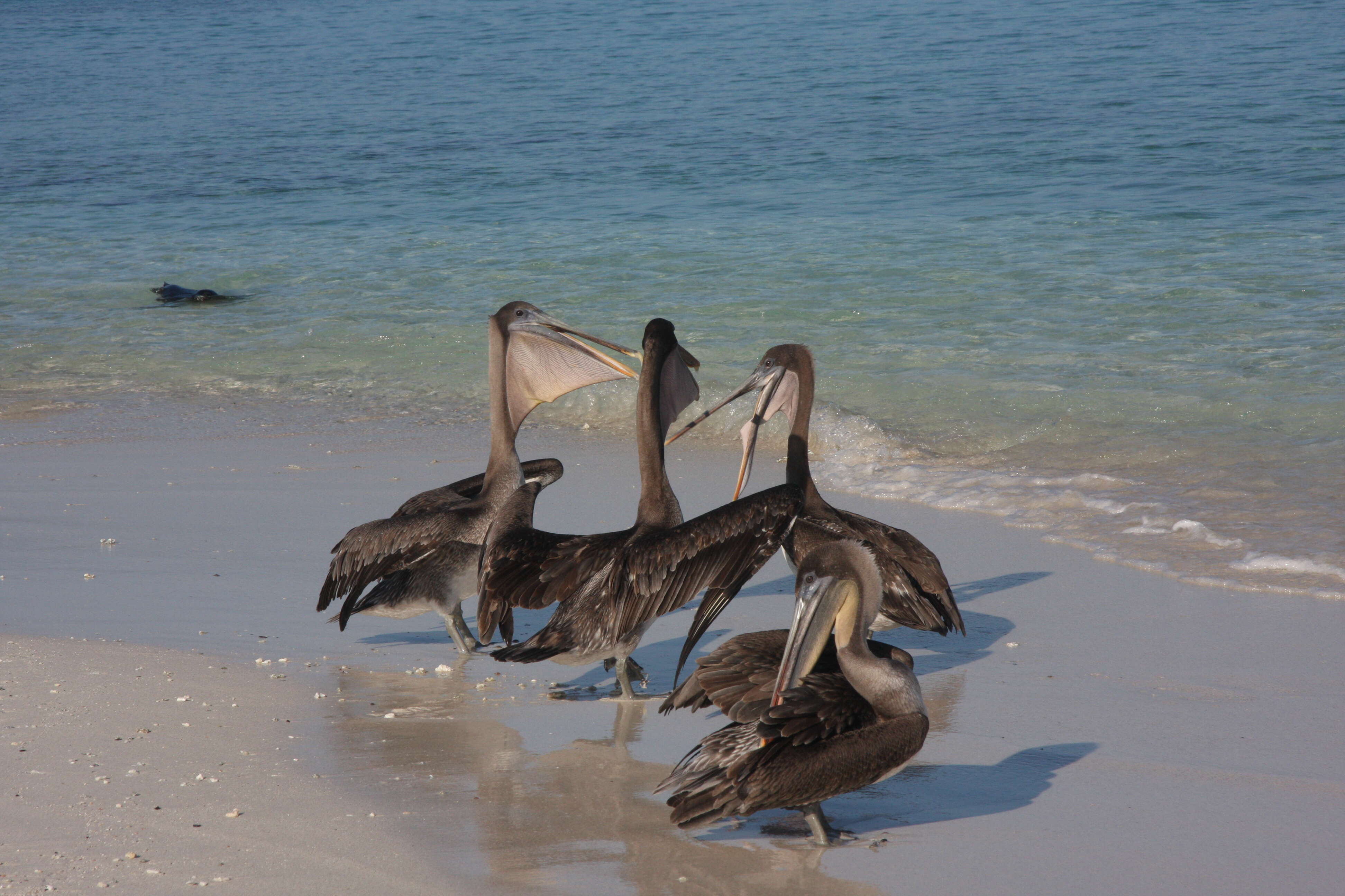 Image of pelicans