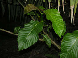 Palicourea guianensis Aubl.的圖片