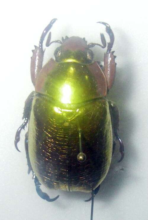 Image of Jewel scarab