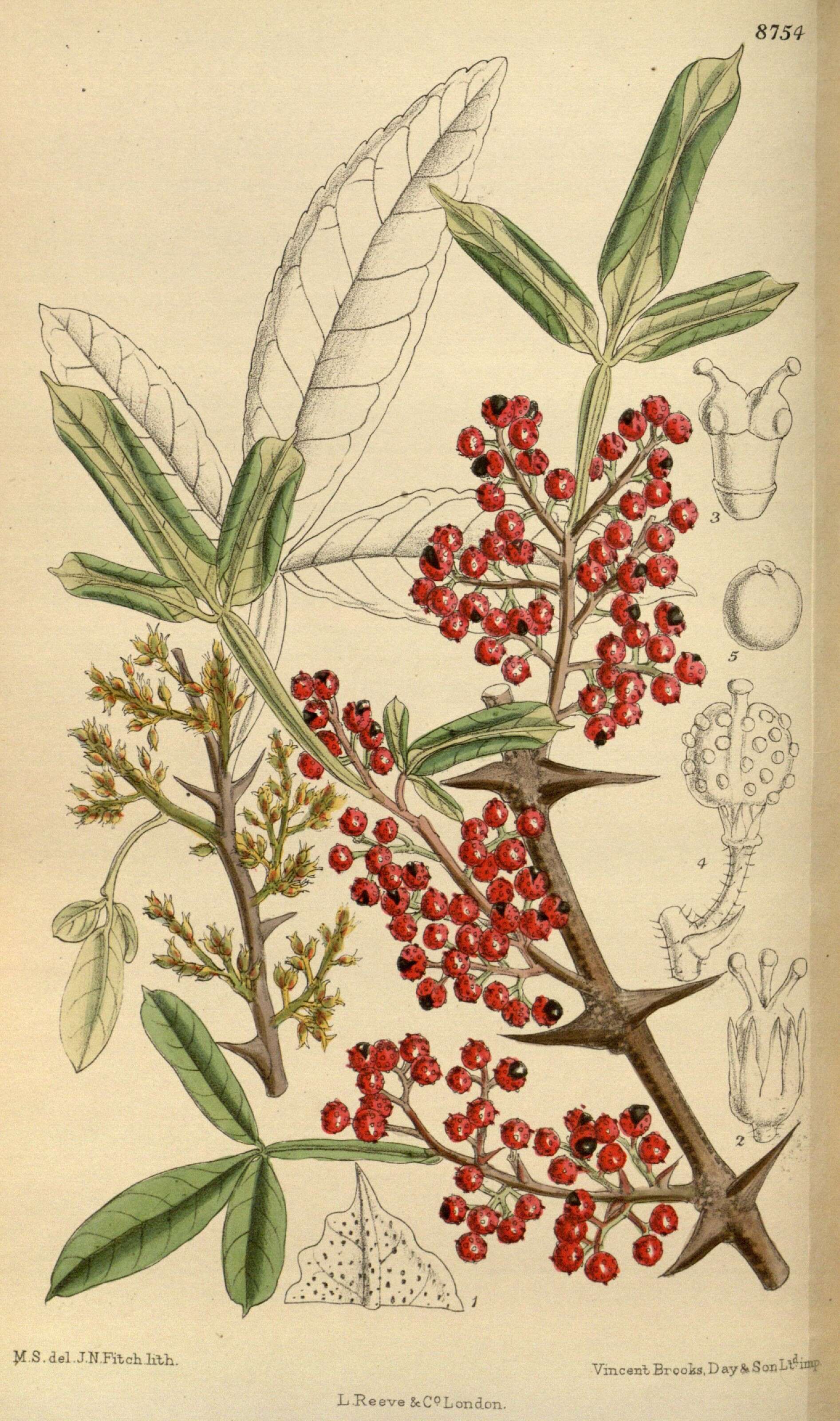 Image de Zanthoxylum