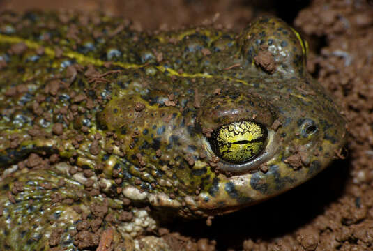 Image of Natterjack toad