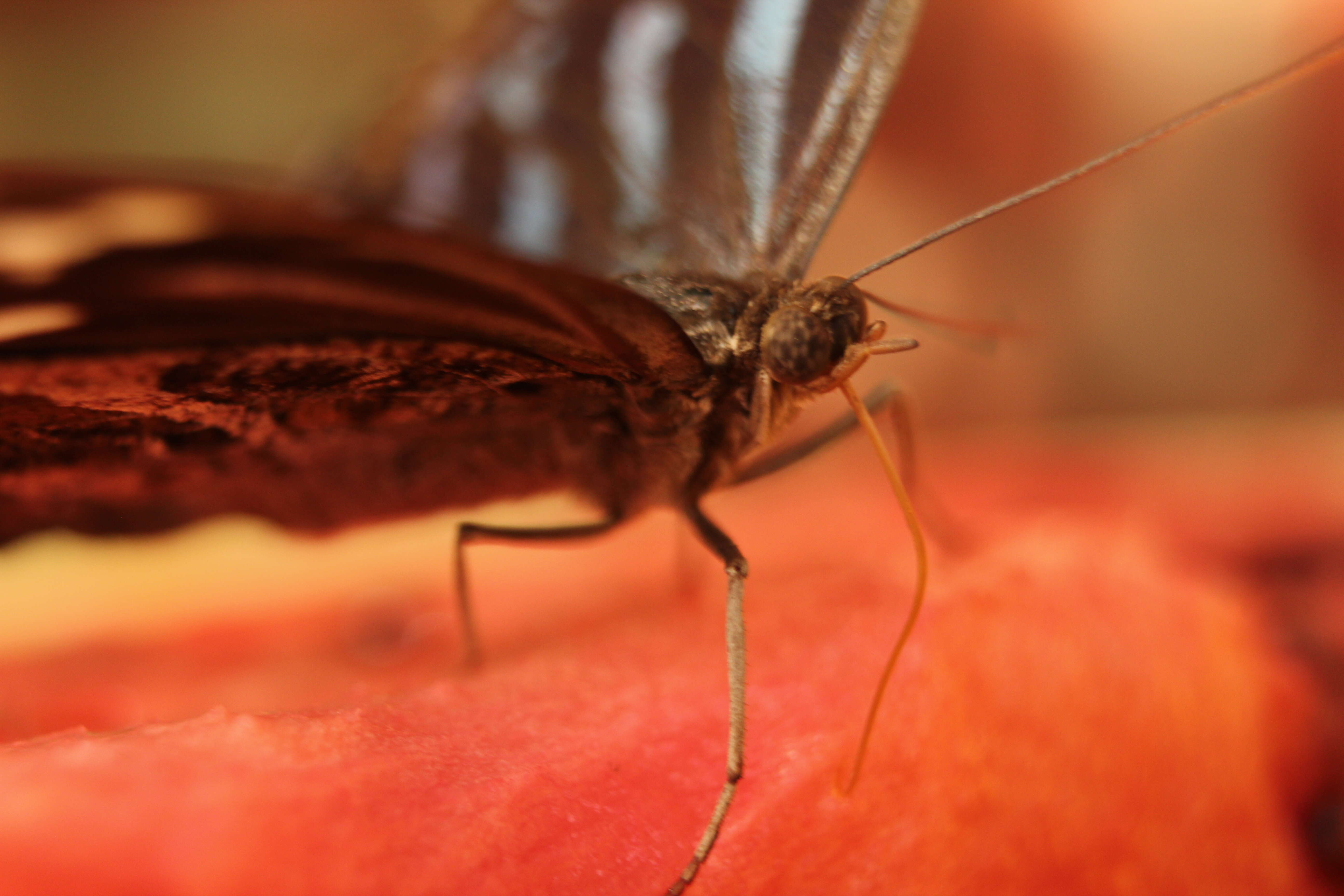 Image of Mexican Bluewing