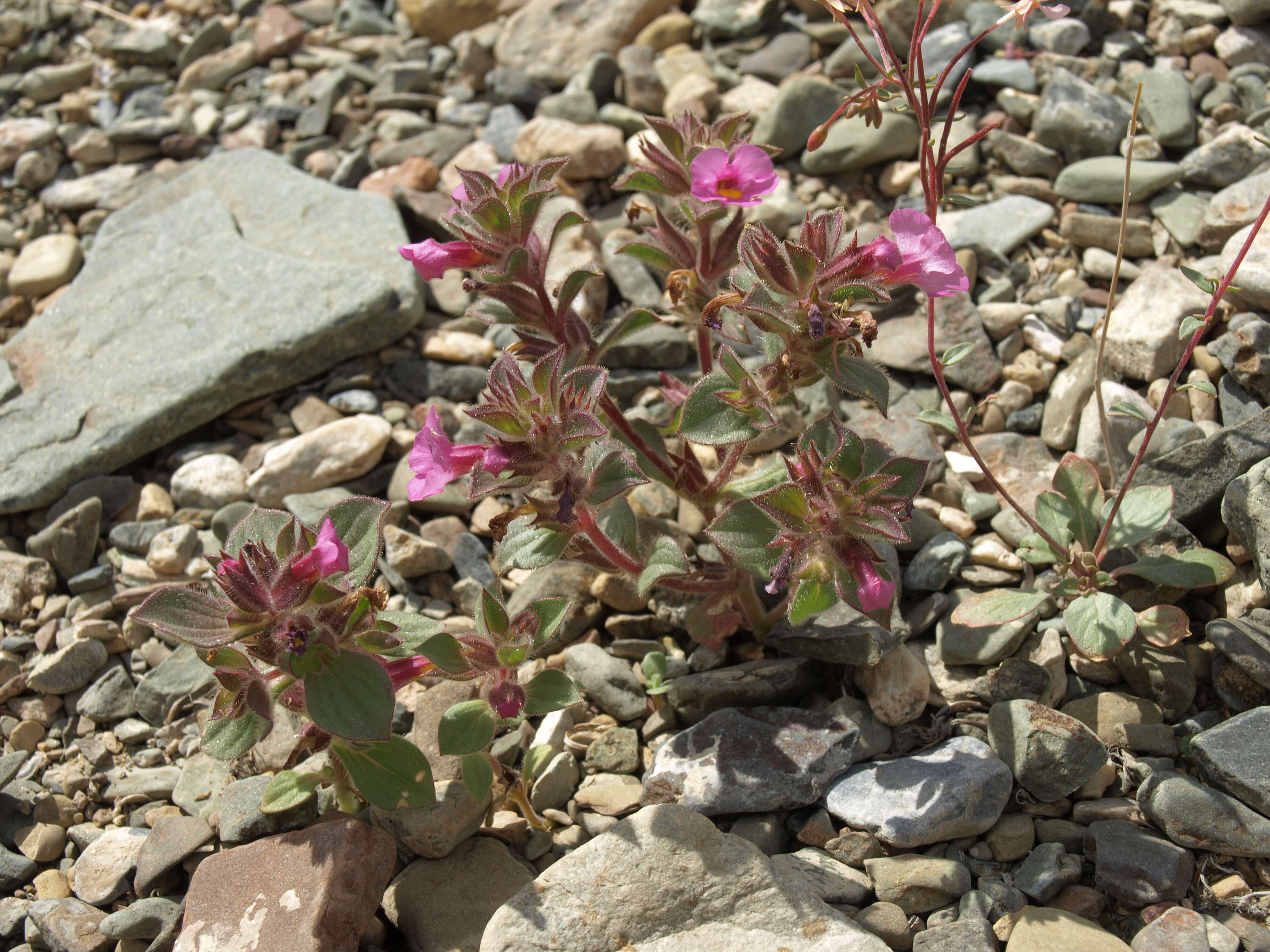 Image of compact monkeyflower