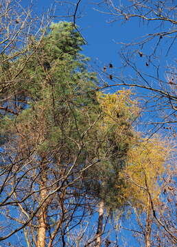 Image of European Larch