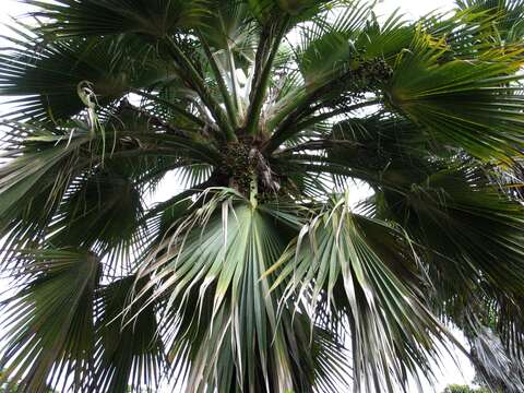 Pritchardia maideniana Becc.的圖片