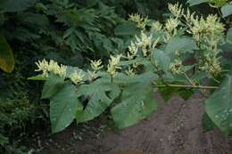 Plancia ëd Reynoutria sachalinensis (Friedrich Schmidt Petrop.) Nakai