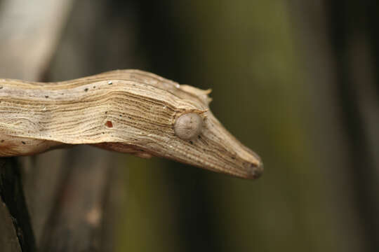 صورة Uroplatus lineatus (Duméril & Bibron 1836)