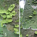 Image of Link's coenogonium lichen